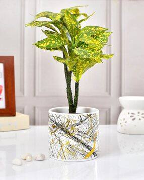 tayhaa Table Top Ceramic Planter-picture-31
