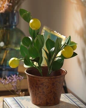 Lemon Metal Plant-image-49